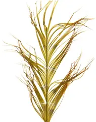 Semperfli Knotted Hopper Legs Picric Single