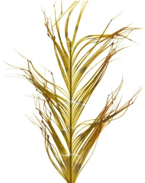 Semperfli Knotted Hopper Legs Picric Single 