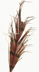 Semperfli Knotted Hopper Legs Claret Single