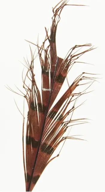 Semperfli Knotted Hopper Legs Claret Single 