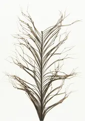 Semperfli Knotted Cranefly Legs Dark Double