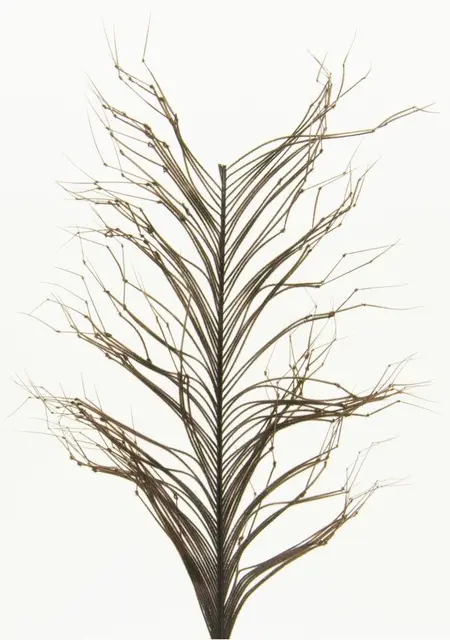 Semperfli Knotted Cranefly Legs Dark Double 