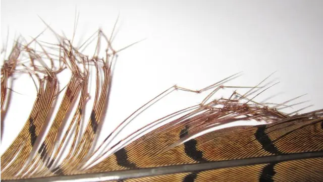 Semperfli Double Knee Cranefly/Daddy Pheasant Tail - Natural 