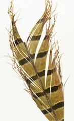 Semperfli Single Knee Knotted Hopper Pheasant Tail - Natural