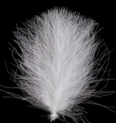 Swiss CDC Standard undyed White