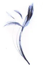 Stripped Hackle Quills - Blue Dun Veniard