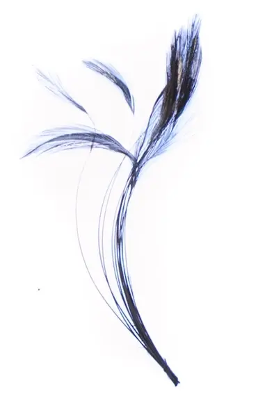 Stripped Hackle Quills - Blue Dun Veniard 