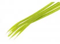 Turkey Biots Caddis Green Wapsi