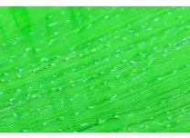 H2O Fish Scale Baitfish Green