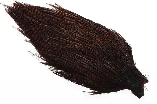 Ewing #1 Grizzly Cape Co. Brown 