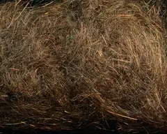 Spawn&#39;s Simi Seal Dubbing Sand Dab Sculpin