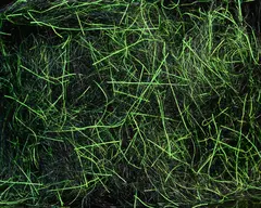 Spawn&#39;s UV Simi Seal Dubbing Black / UV Chartreuse Green