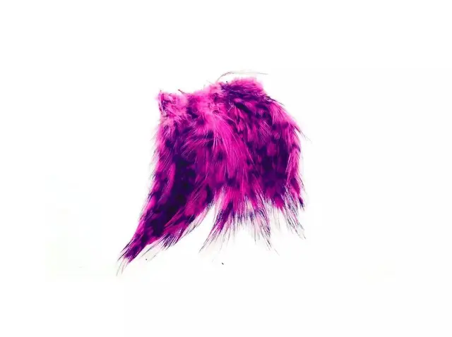 Cock Hackles Grizzly Purple Flotte kavlitetsfjær til hackle 