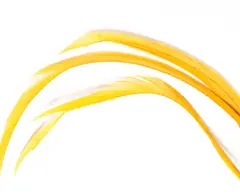 Goose Biots - Amber Wapsi