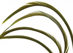 Goose Biots - Light Olive Wapsi