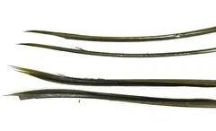 Turkey Biots - Blue Wing Olive Wapsi