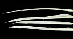 Turkey Biots - Light Cahill Wapsi