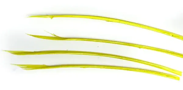 Turkey Biots - Pale Morning Dun Wapsi 