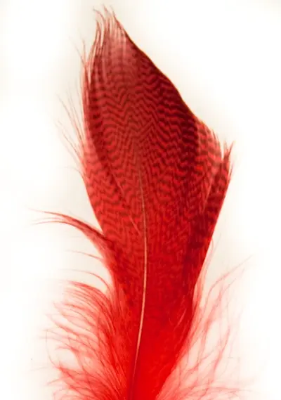 Mallard Barred Flank - Red Wapsi - Stokkand 