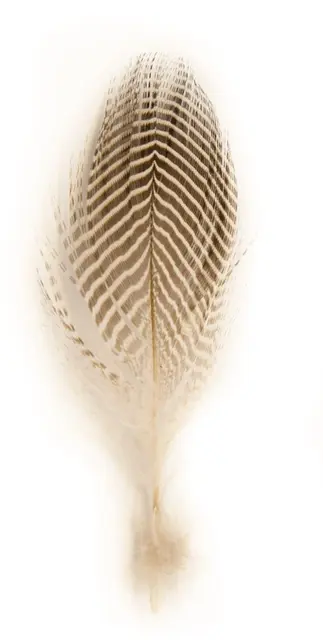 Teal flankefjær - Natural Mange fjær pr pose - Krikkand 