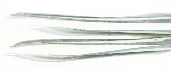 Turkey Biots - Dun Wapsi 