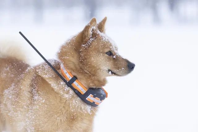 Tracker Artemis 4G Fremtidsrettet GPS-hundepeiler med 4G 