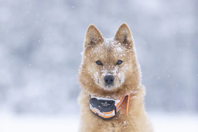 Tracker Artemis 4G Fremtidsrettet GPS-hundepeiler med 4G 