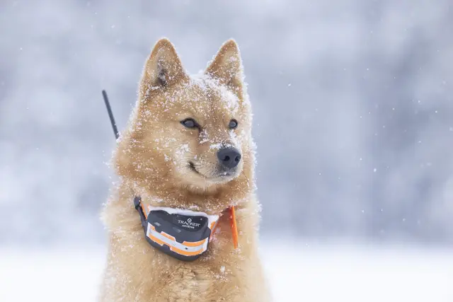 Tracker Artemis 4G Fremtidsrettet GPS-hundepeiler med 4G 