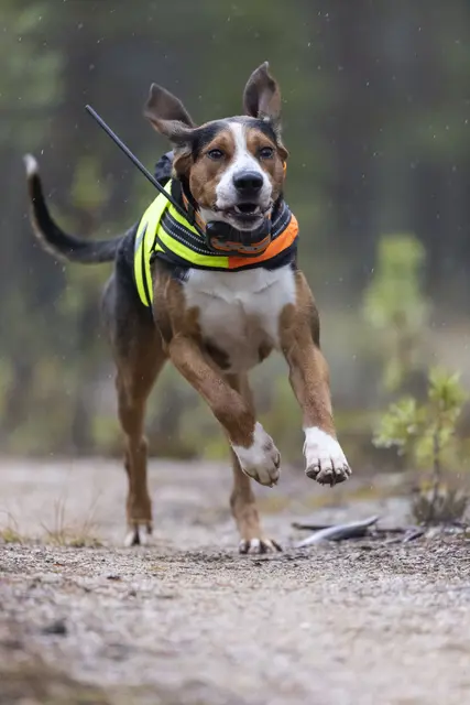 Tracker Artemis 4G Fremtidsrettet GPS-hundepeiler med 4G 