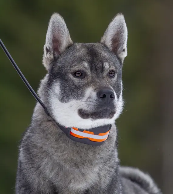 Tracker Artemis 4G Fremtidsrettet GPS-hundepeiler med 4G 