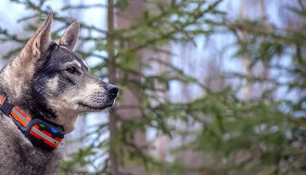 Tracker Artemis 4G Fremtidsrettet GPS-hundepeiler med 4G 