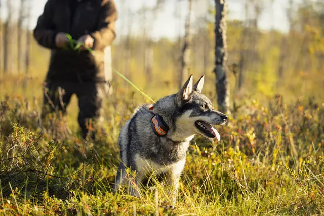 Tracker Artemis 4G Fremtidsrettet GPS-hundepeiler med 4G 