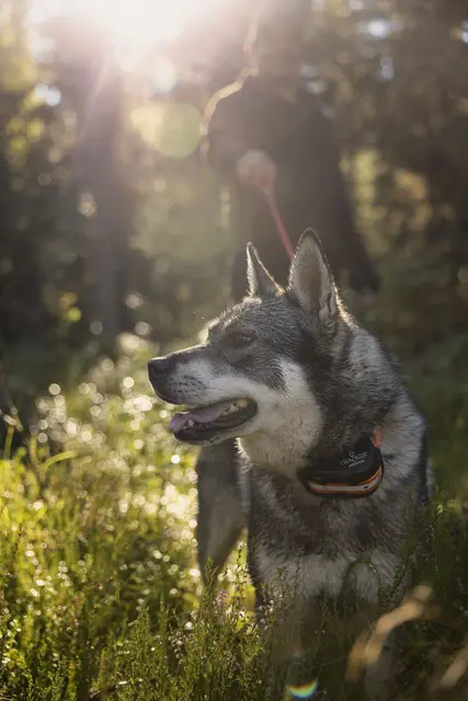 Tracker Artemis 4G Fremtidsrettet GPS-hundepeiler med 4G 