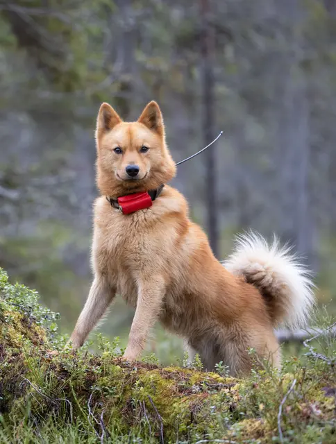 Tracker Avius VHF med sender/mottaker Hundepeiler med forbedret dekning 