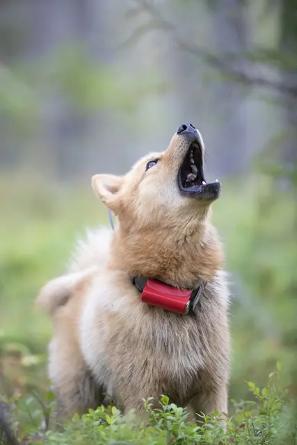 Tracker Avius VHF med sender/mottaker Hundepeiler med forbedret dekning 