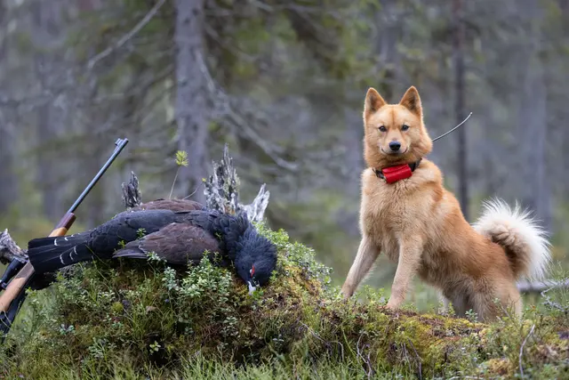 Tracker Avius VHF med sender/mottaker Hundepeiler med forbedret dekning 