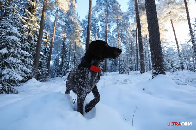 Tracker Avius VHF med sender/mottaker Hundepeiler med forbedret dekning 
