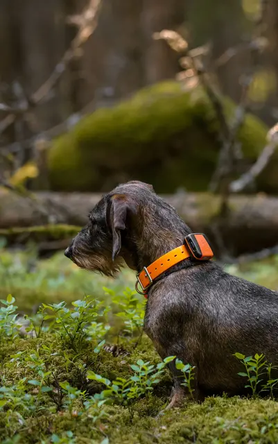 Tracker Bark Fremtidsrettet GPS-hundepeiler med 4G 