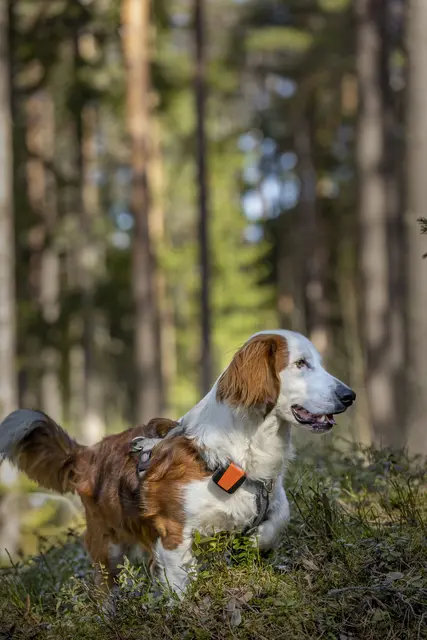 Tracker Bark Fremtidsrettet GPS-hundepeiler med 4G 