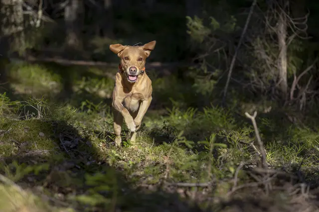 Tracker Bark Fremtidsrettet GPS-hundepeiler med 4G 