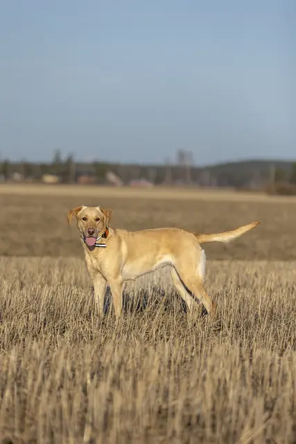 Tracker Bark Fremtidsrettet GPS-hundepeiler med 4G 