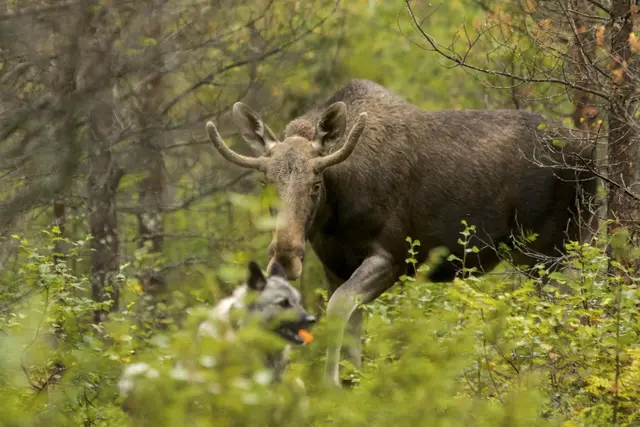 Tracker G10i Fremtidsrettet GPS-hundepeiler med 4G 