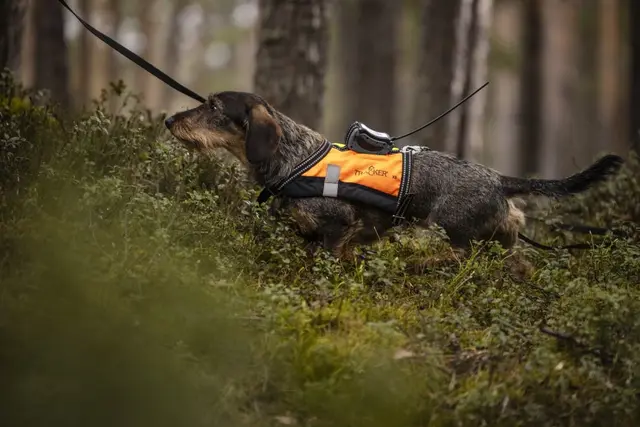 Tracker G10i Fremtidsrettet GPS-hundepeiler med 4G 