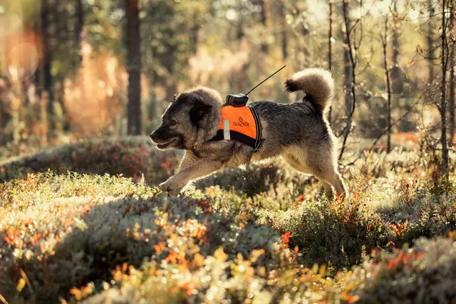 Tracker G10i Fremtidsrettet GPS-hundepeiler med 4G 