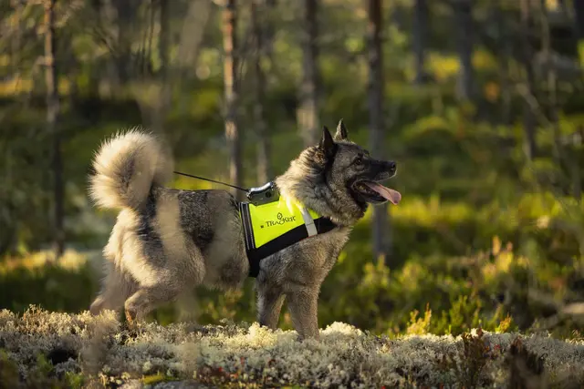 Tracker G10i Fremtidsrettet GPS-hundepeiler med 4G 