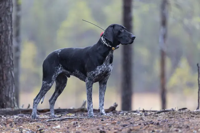 Tracker R10i Hybrid 4G IoT/2G/2G/VHF Hundepeiler med hybrid sanntidssporing 