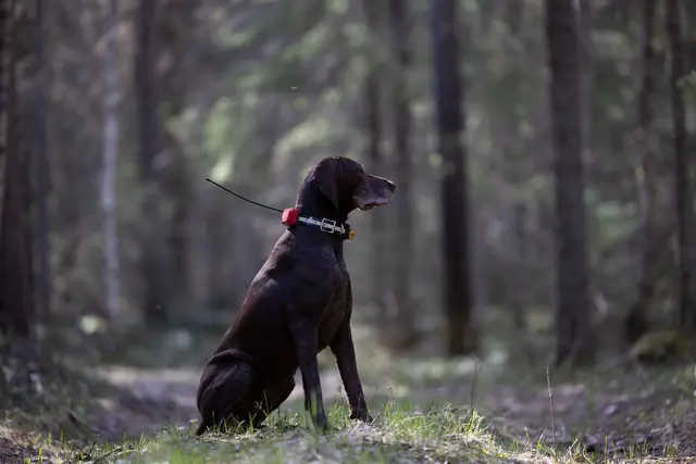 Tracker R10i Hybrid 4G IoT/2G/2G/VHF Hundepeiler med hybrid sanntidssporing 