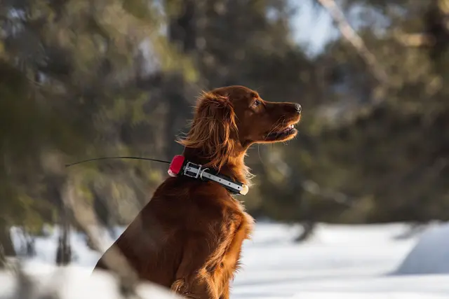 Tracker R10i Hybrid 4G IoT/2G/2G/VHF Hundepeiler med hybrid sanntidssporing 