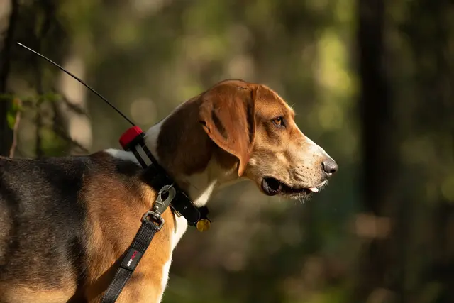 Tracker R10i Hybrid 4G IoT/2G/2G/VHF Hundepeiler med hybrid sanntidssporing 