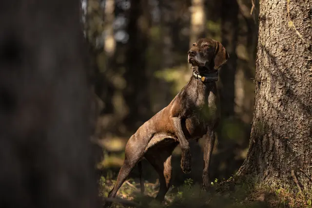 Tracker R10i Hybrid 4G IoT/2G/2G/VHF Hundepeiler med hybrid sanntidssporing 